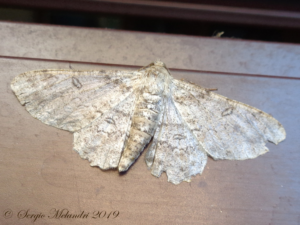 Ascotis selenaria  - Geometridae